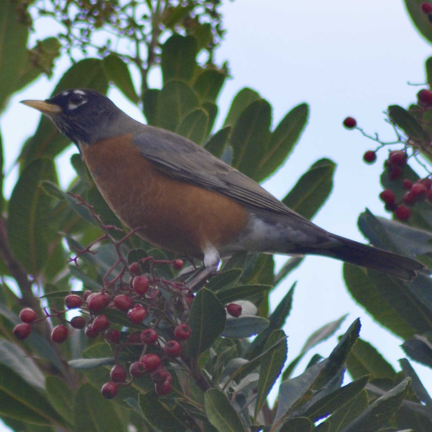 American Robin